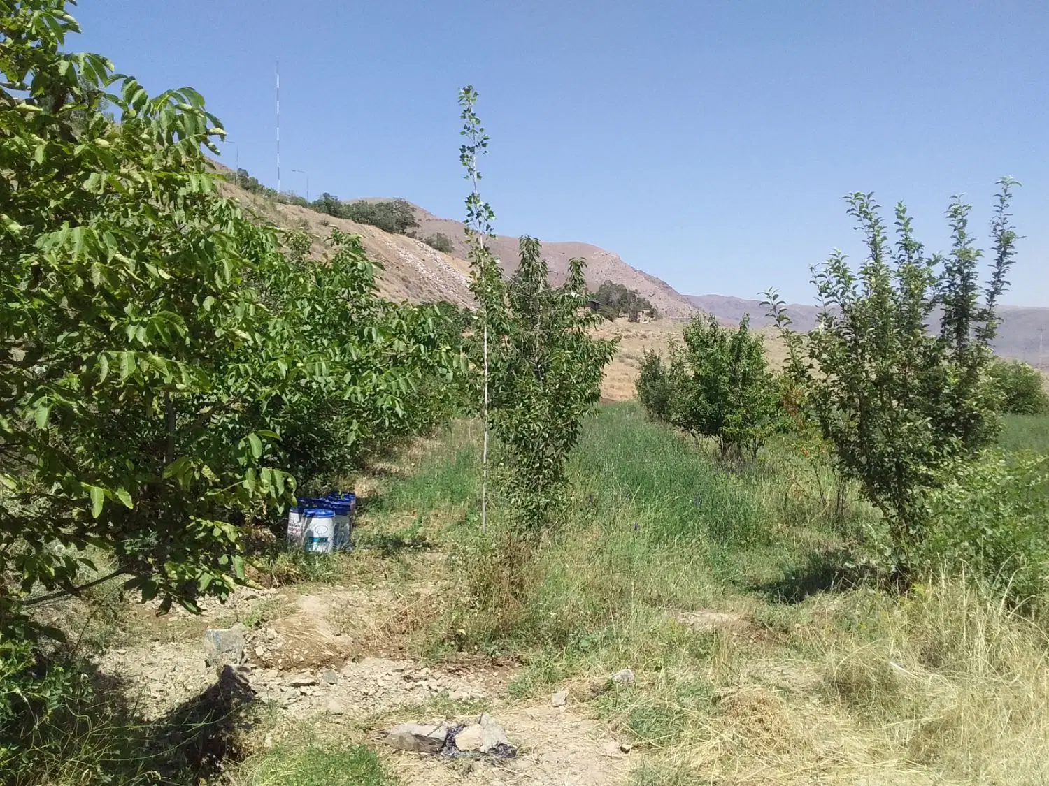 زمین کشاورزی