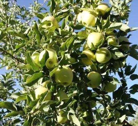 اجاره باغ