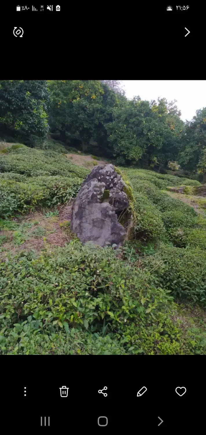 باغ چای