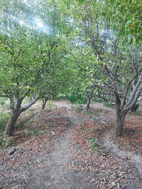 باغ کوهستانی