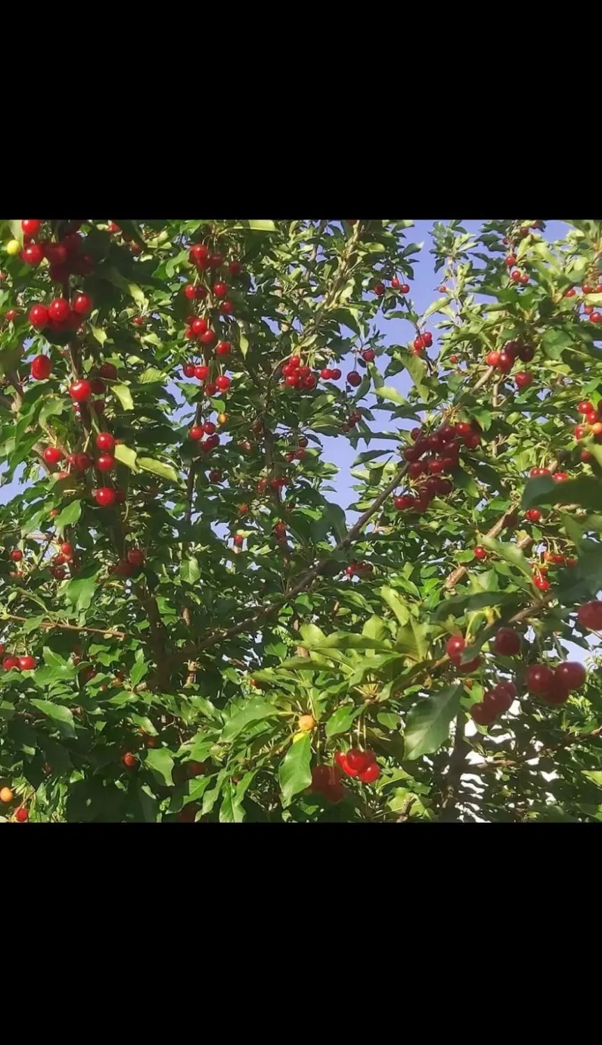 1200متر زمین مسکونی بهاران