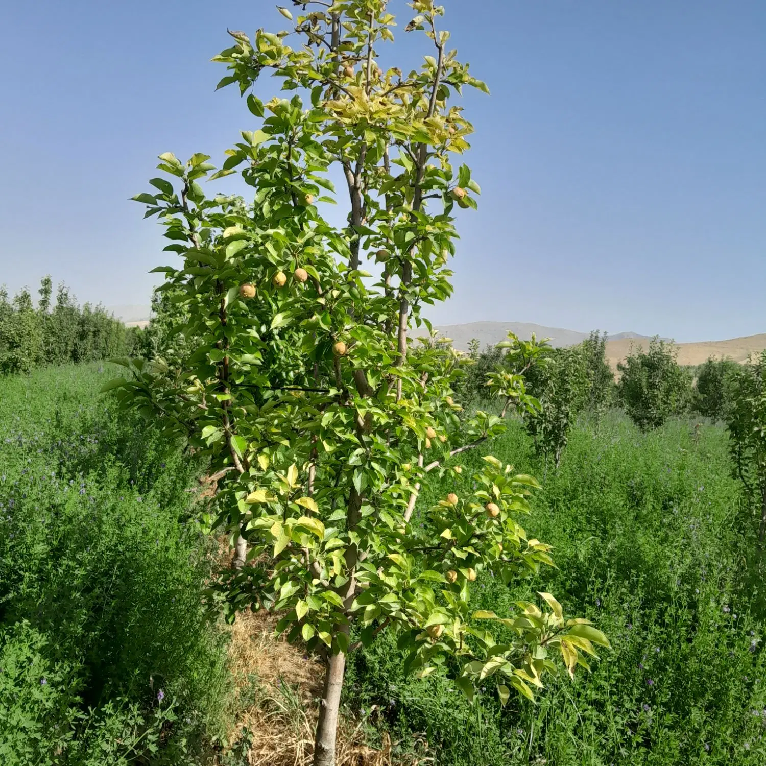 فروش یونجه