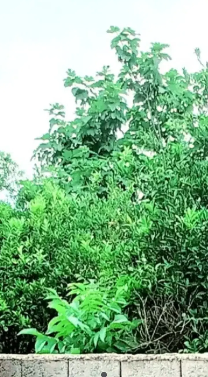 زمین مسکونی ۱۳۰ متری دارای سند رسمی تکبرگ