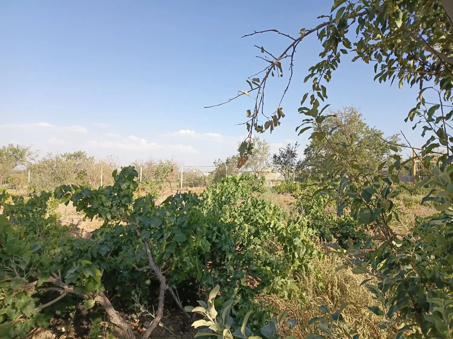باغ انگور ودرخت مرزیجران مناسب کاسب و مصرف کننده