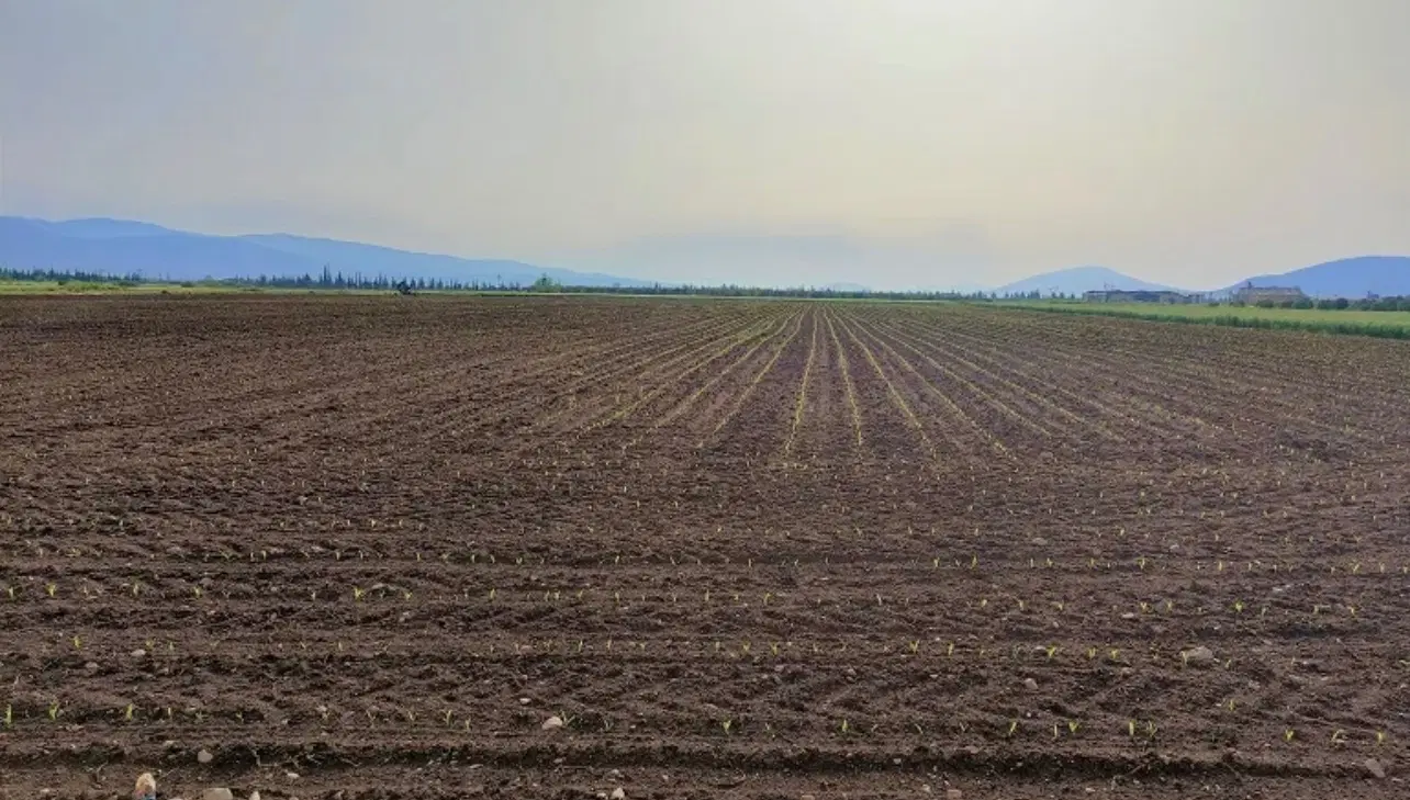 زمین‌ویلایی ،خونه باغ،تجاری