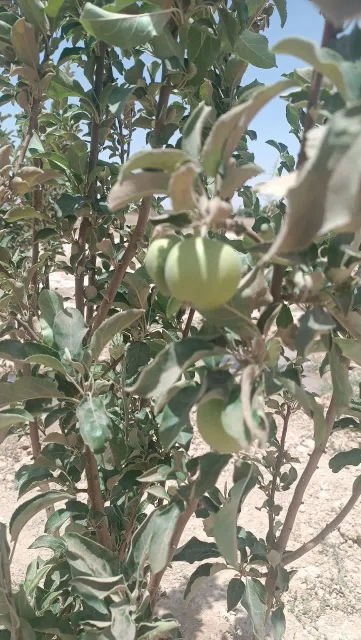 زمین باغی ۵۰۰متر ۱_۵۰۰_۰۰۰_۰۰۰