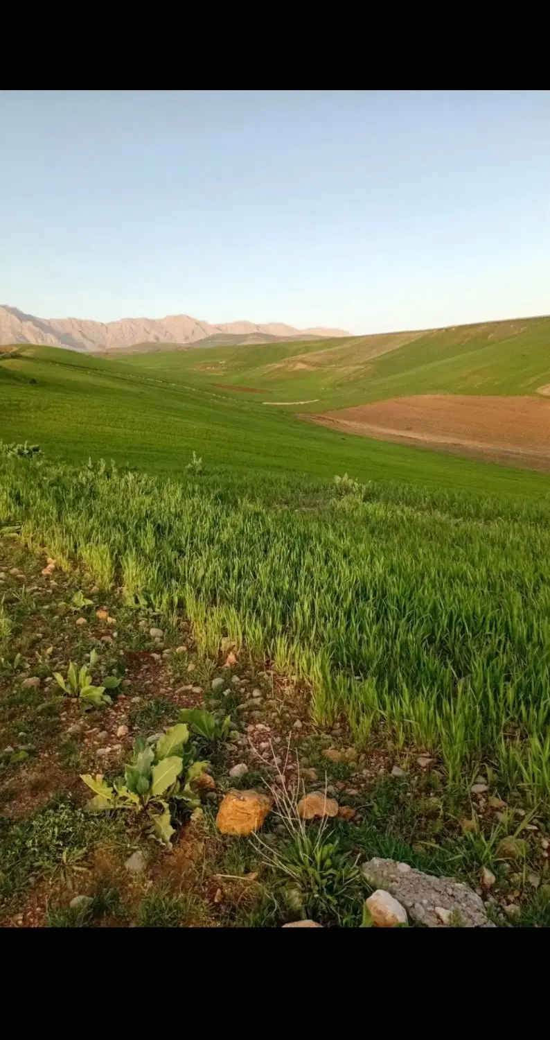 زمین شراکتی مخام