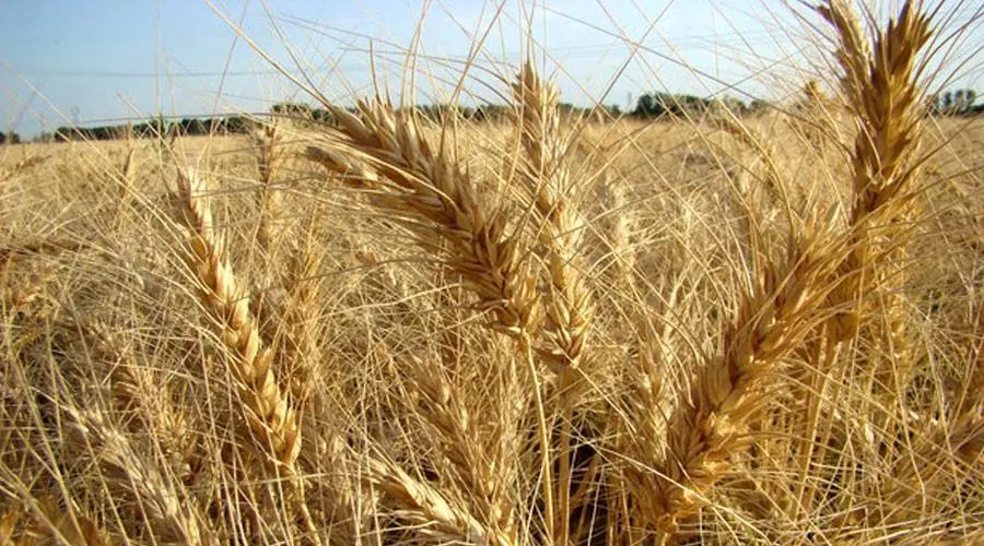 اجاره برای گندم،کنار جاده اصلی