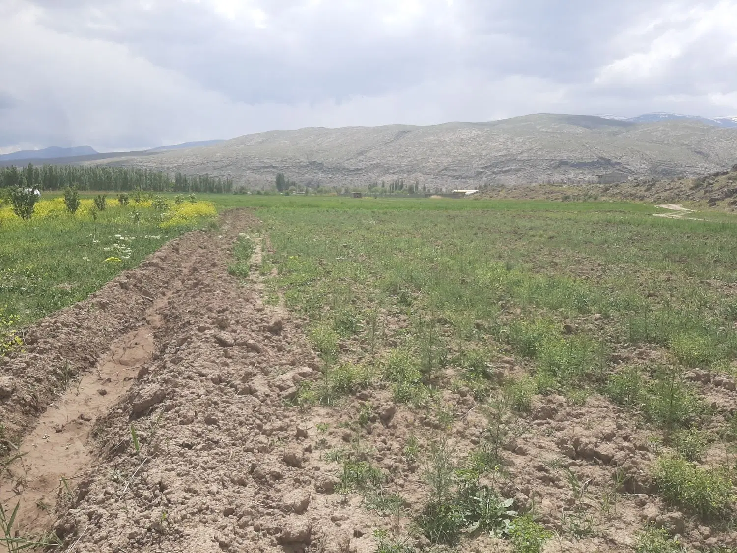 زمین زراعی مناسب باغ و ویلا