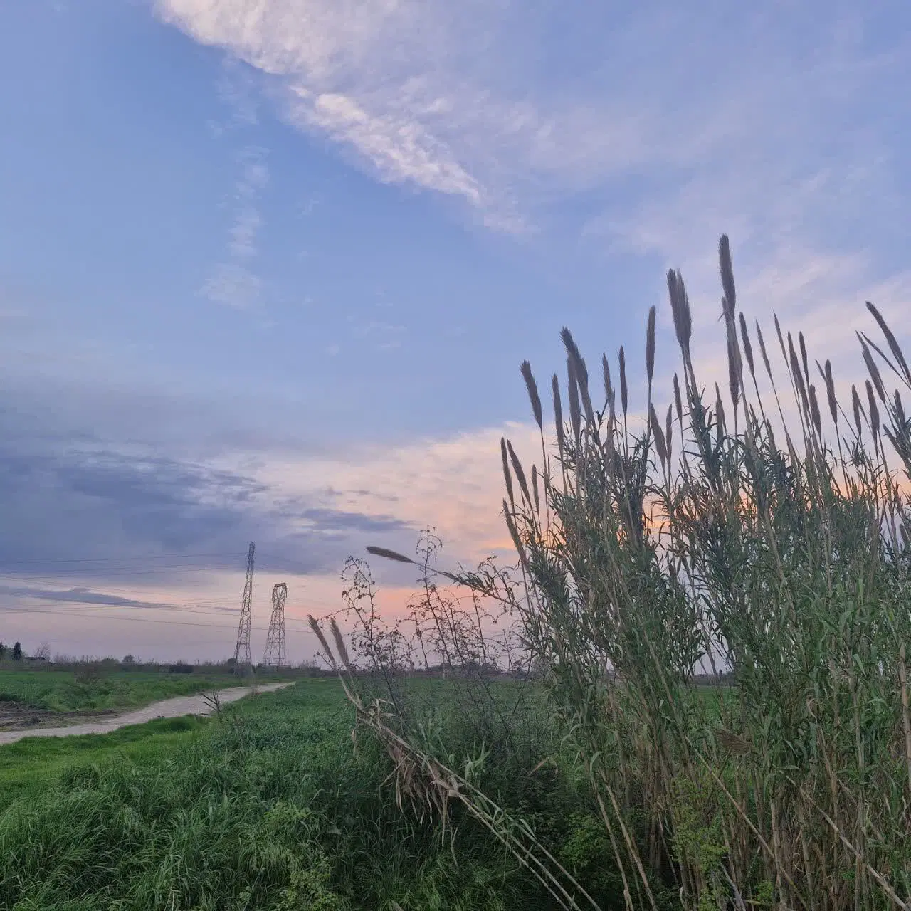 زمین کشاورزی