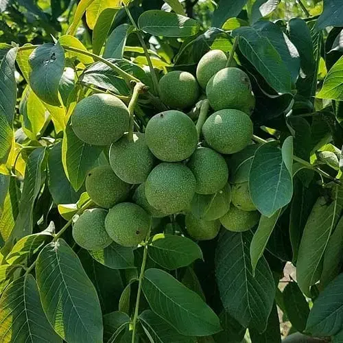 باغ تفریحی پرمیوه مناسب برای استراحت1100متری