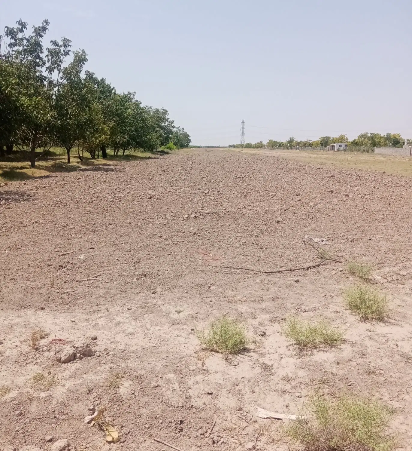 زمین کشاورزی محوطه تپه ازبکی