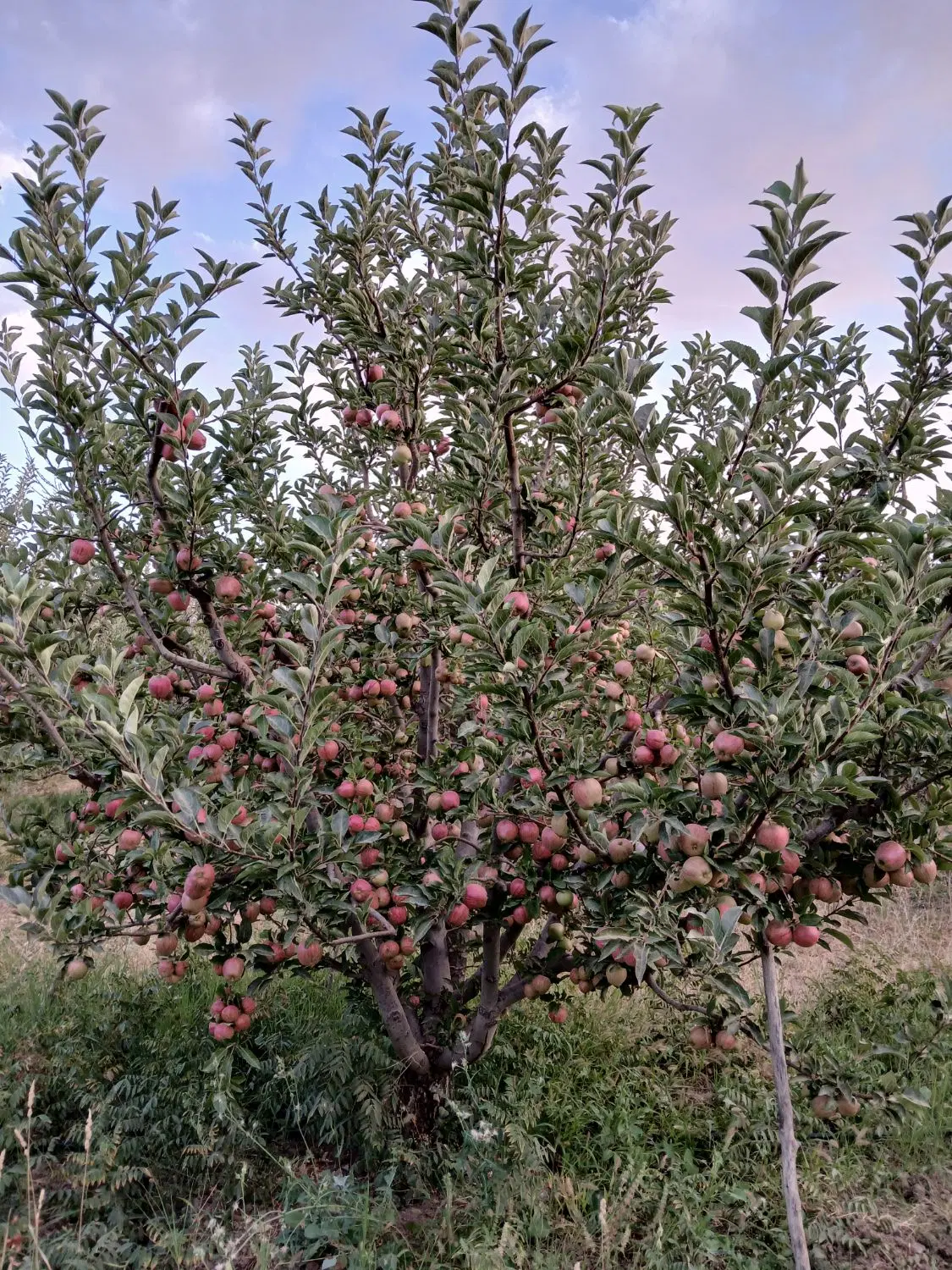 باغ سیب اجاره ای