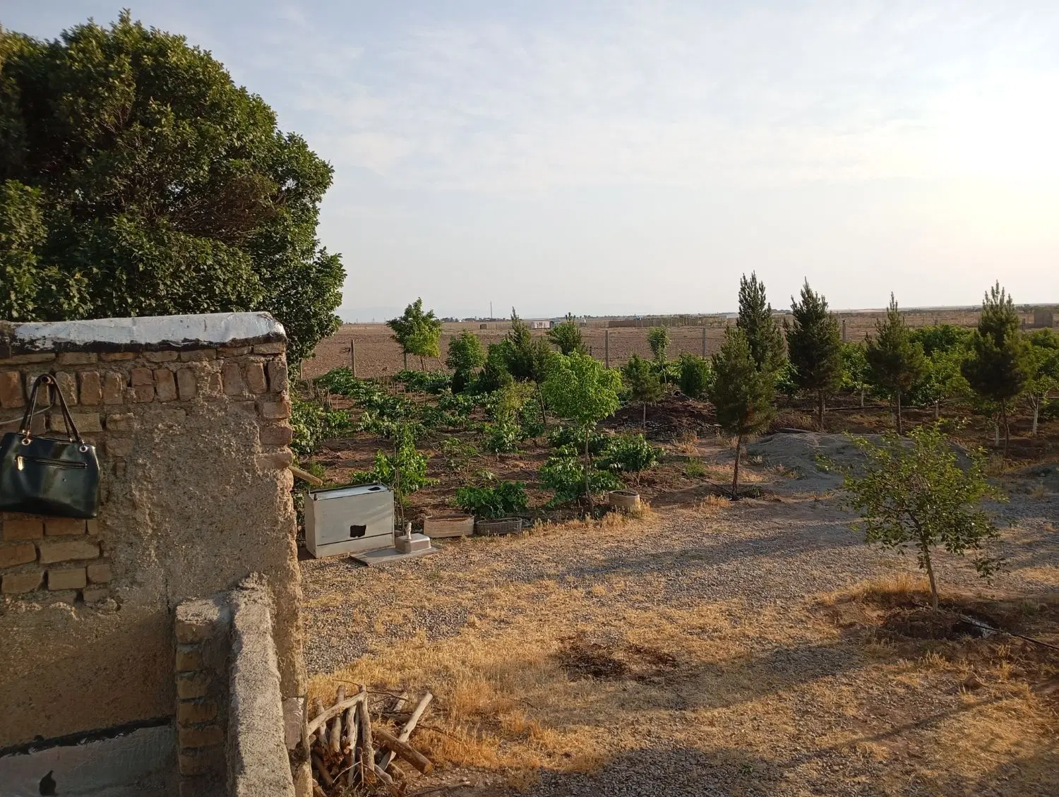 زمین کشاورزی به همراه باغ