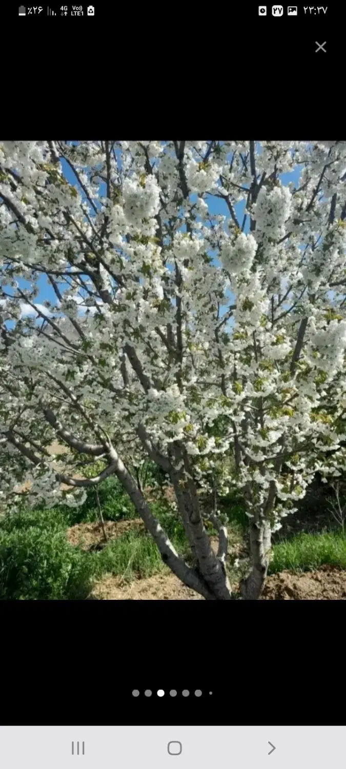 ۴ هکتار باغ در کامیاران