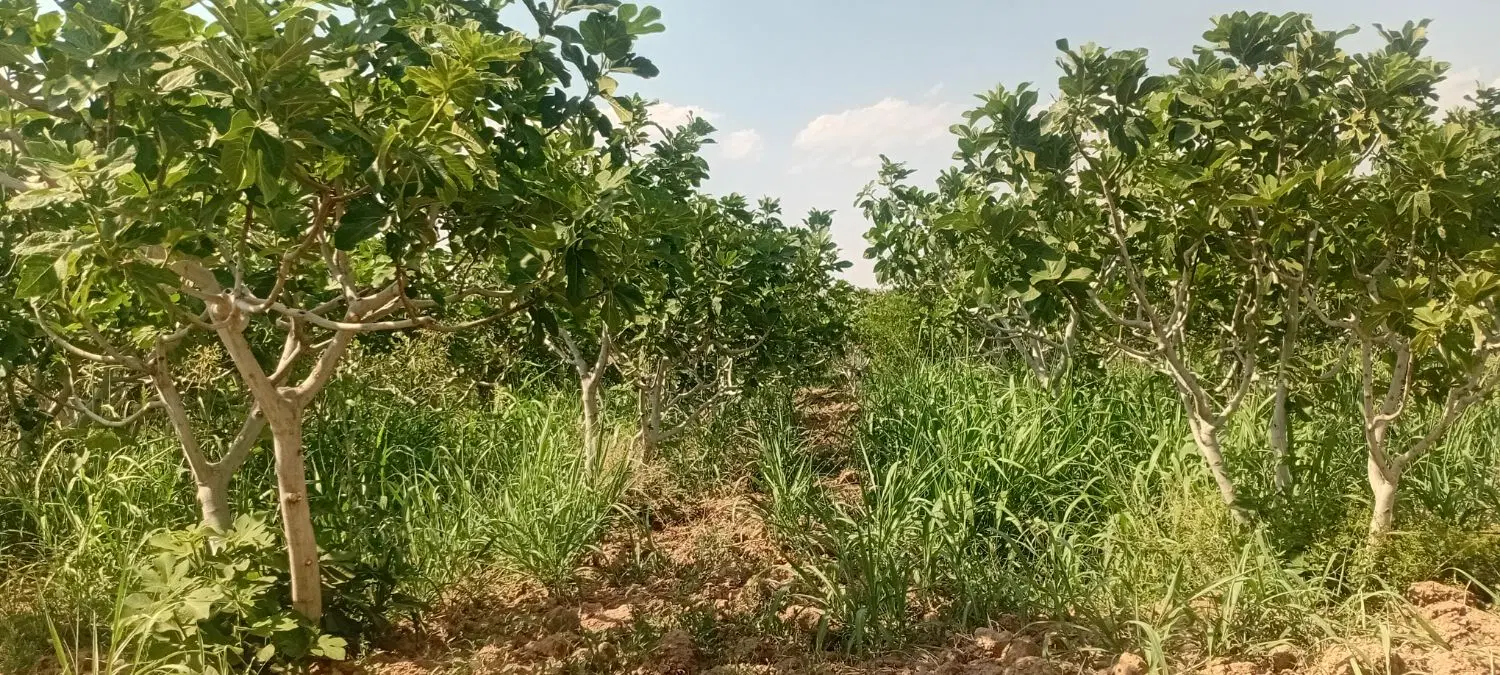 باغ ۵۰۰۰متری