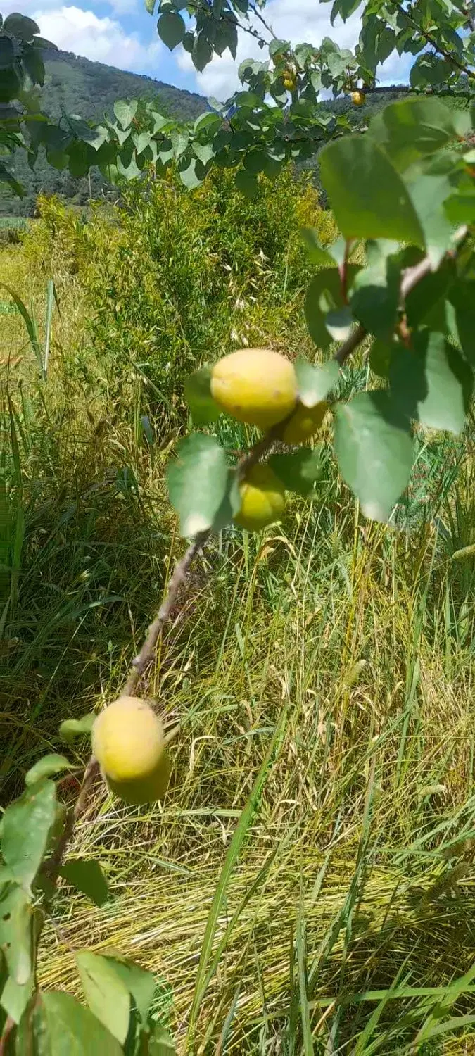 زمین باغ ویلایی