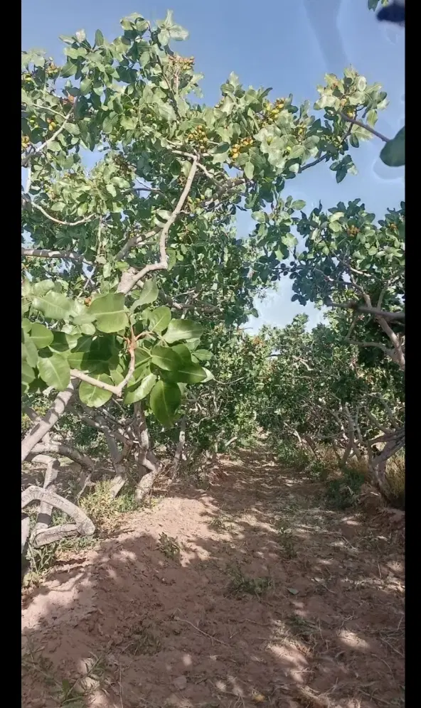زمین پسته زار مسیر آباد
