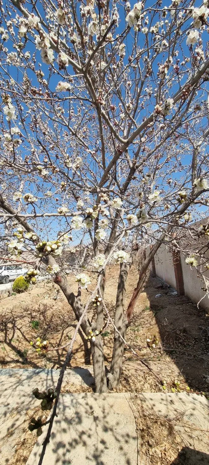فروش باغ صحرا قاسمعلی با اتاق و مجوز
