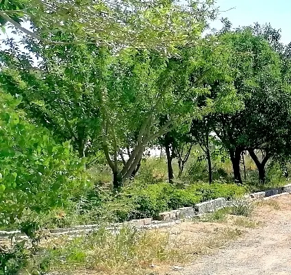 باغ روبروی شهرستانک