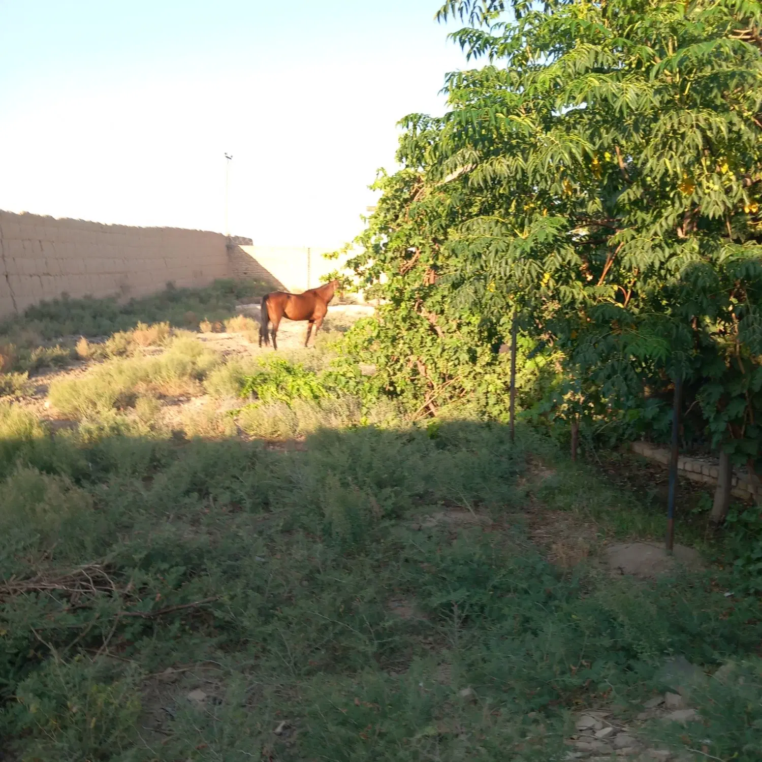 باغچه فروشی روستای خاوه