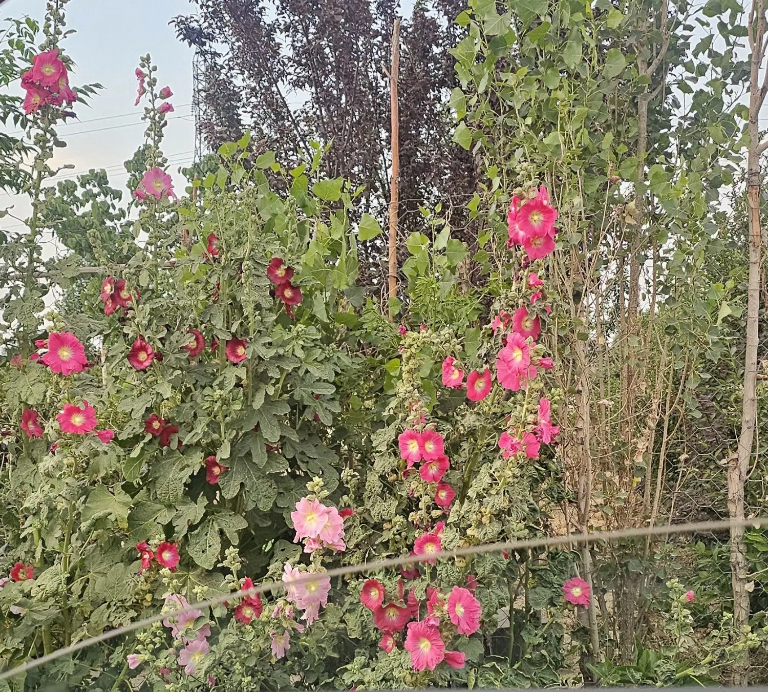 باغچه و باغ ویلا