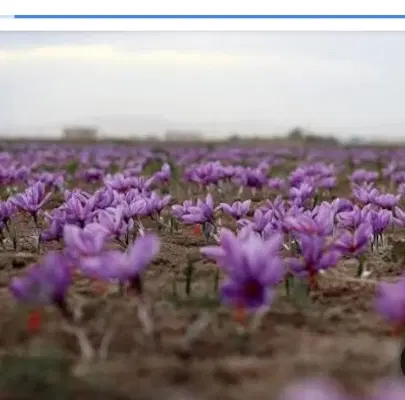 کشت نصفه زعفران