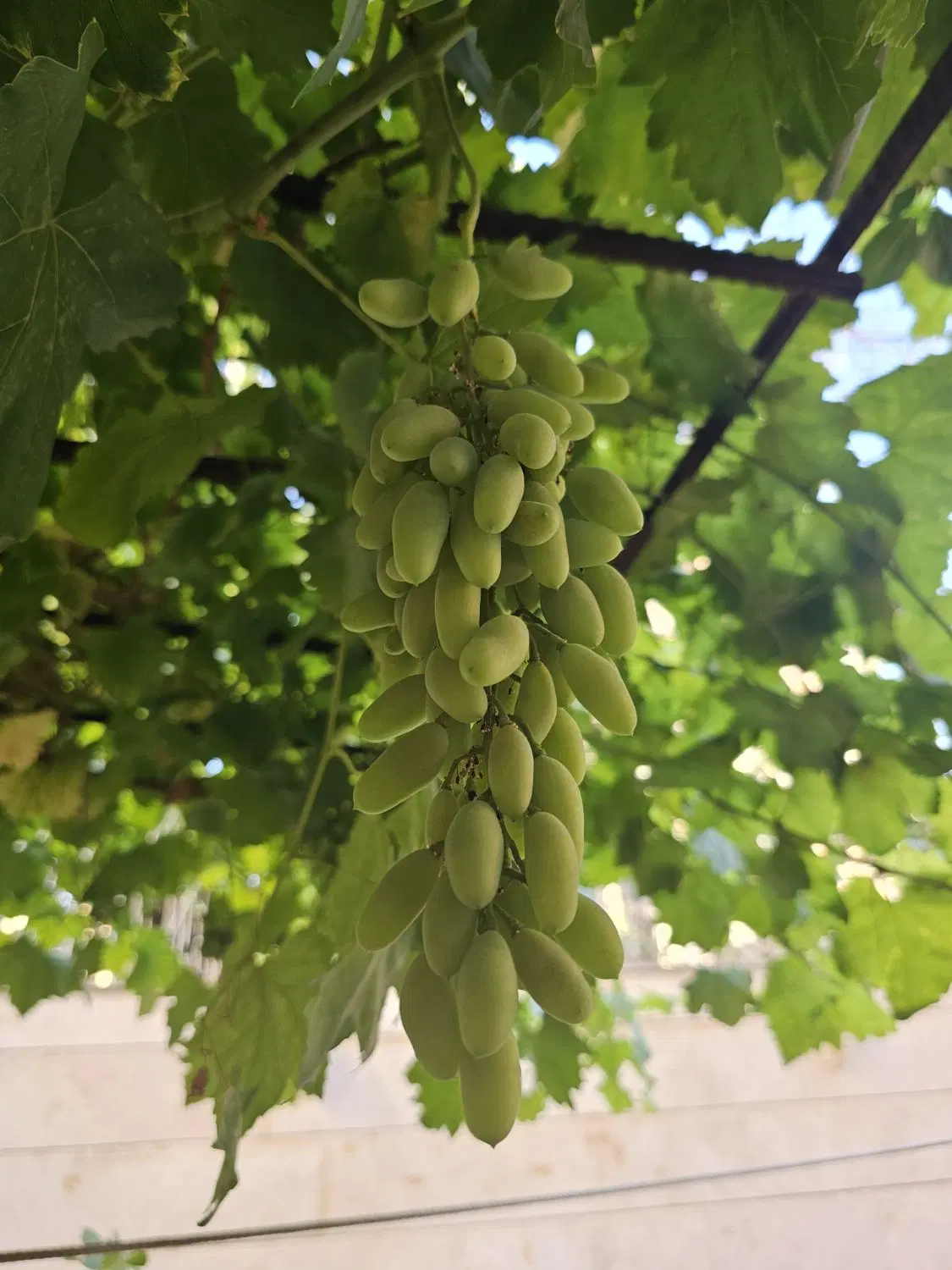 باغ انگور ایستاده چند ساله دارای خانه باغ