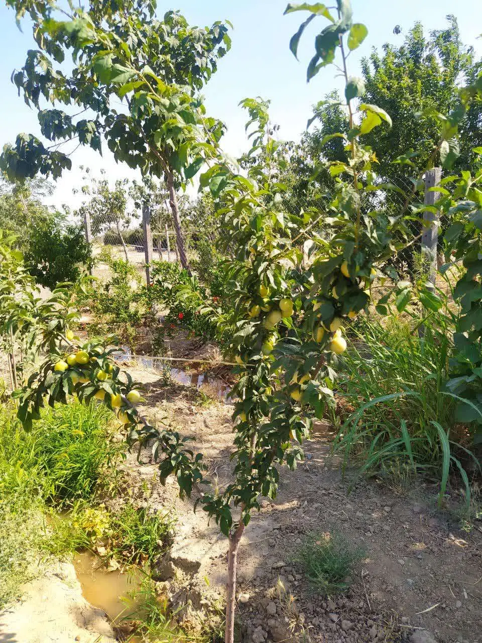 زمین باغچه فیروزبهرام شهابشهر