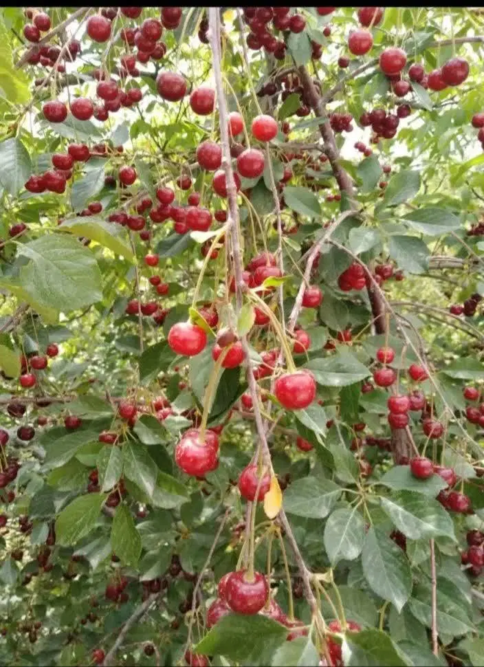 باغ و باغچه ۶۶۰متری