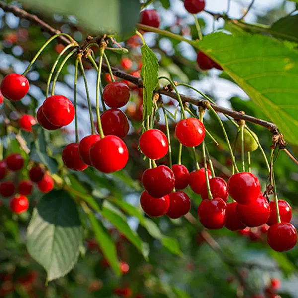 باغ و زمین کشاورزی