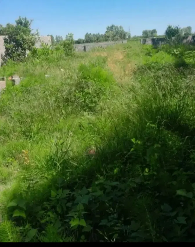 زمین باغی