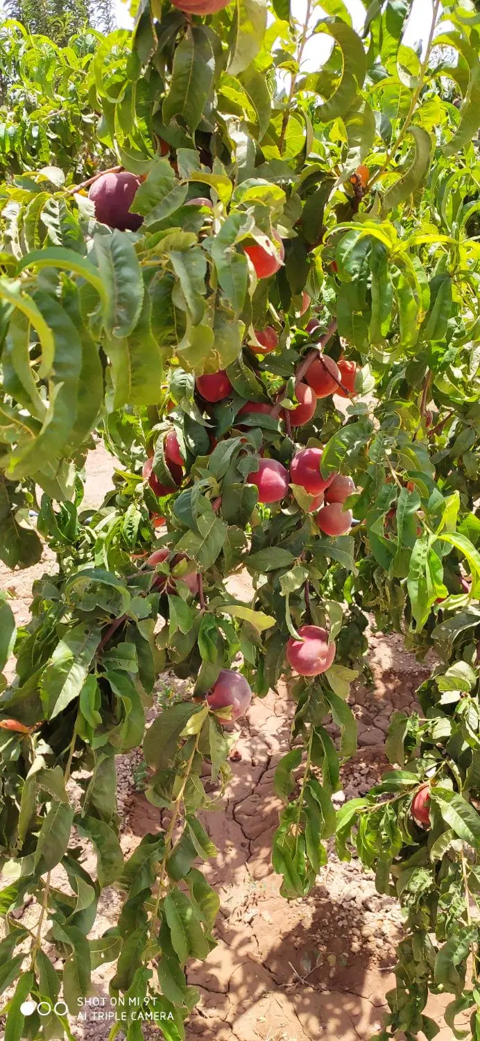 باغ با بهترین لوکیشن وامکانات کامل
