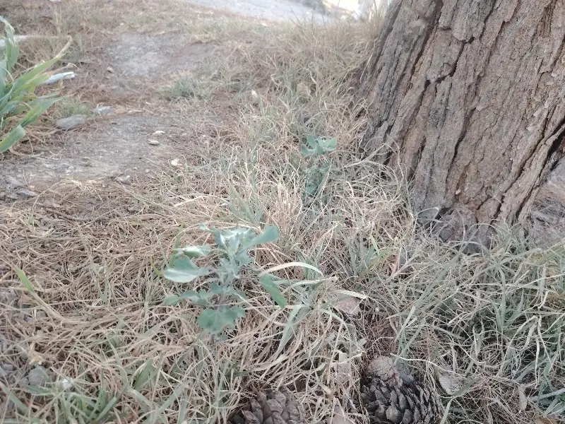 زمین به متراژ هزار متر چهرمهین(چهل میان)