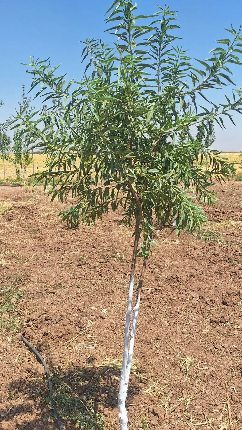 باغ ۳ ساله بر اتوبان اصلی سراب نیلوفر
