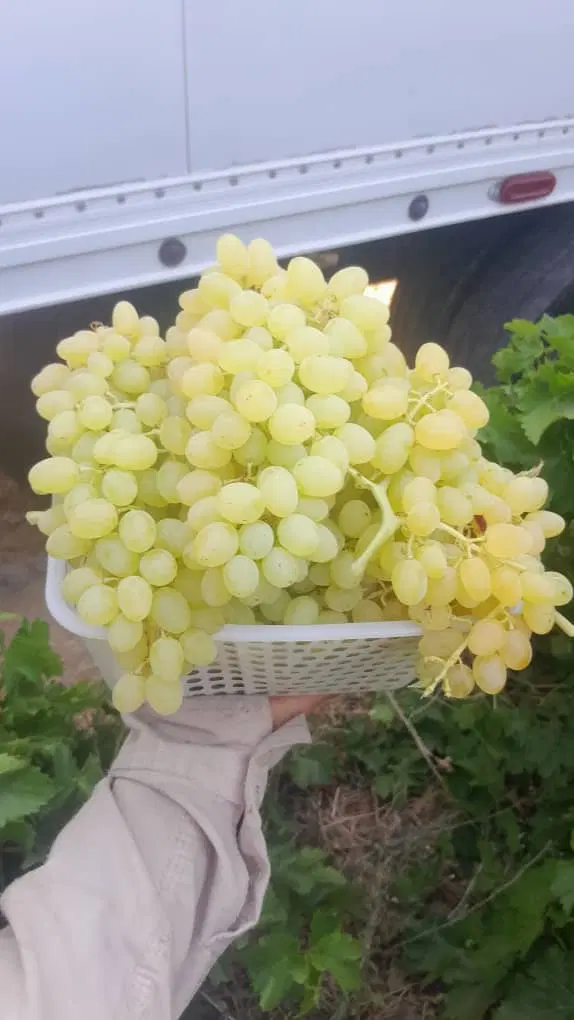 باغ ۳۰۰۰ متری سعدی