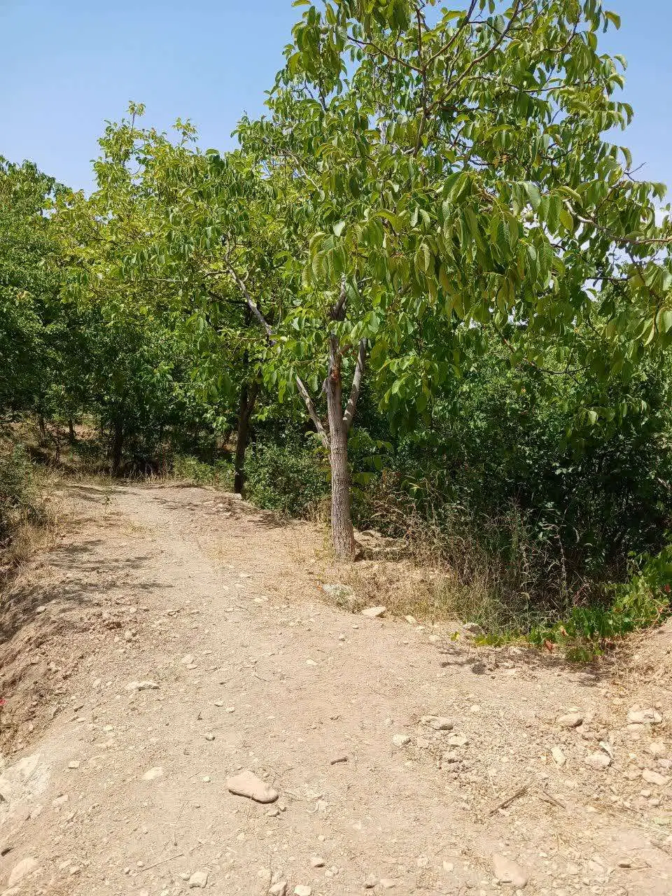 باغ فروشی