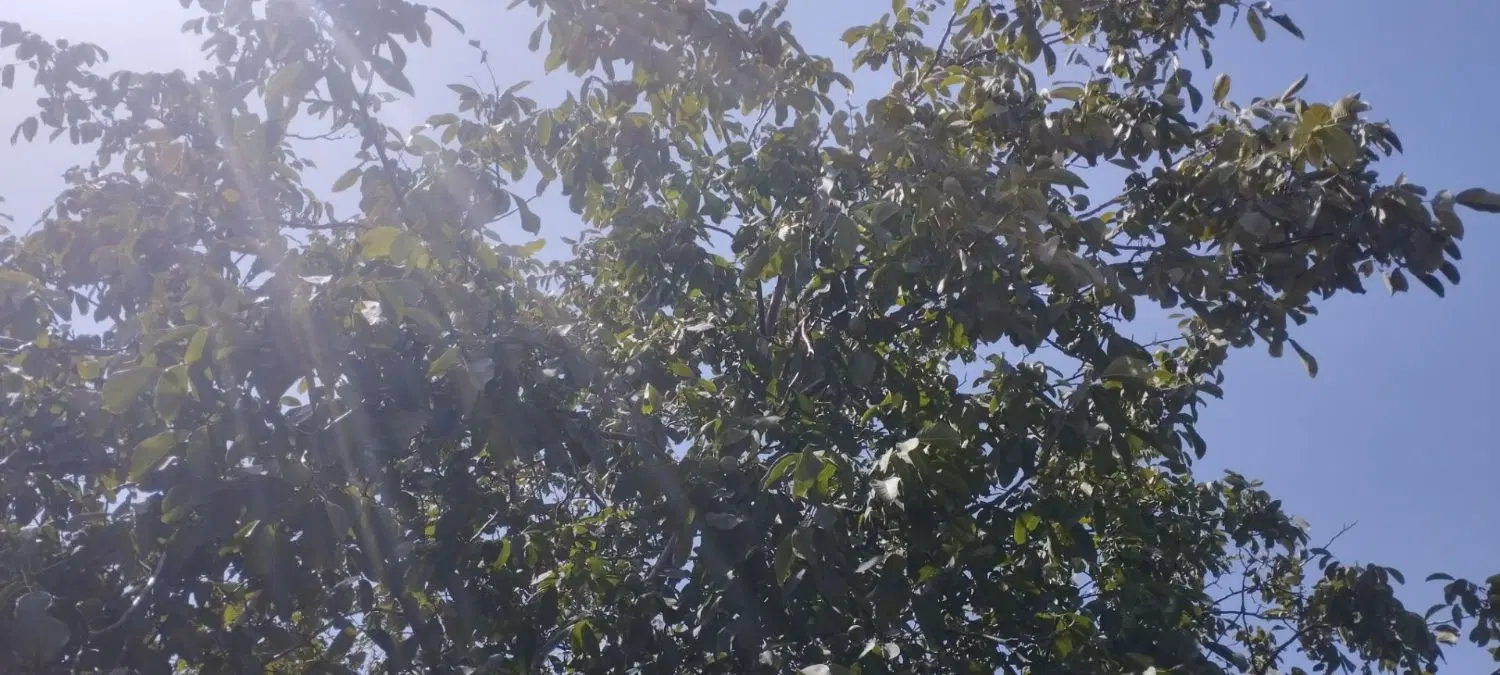 باغ