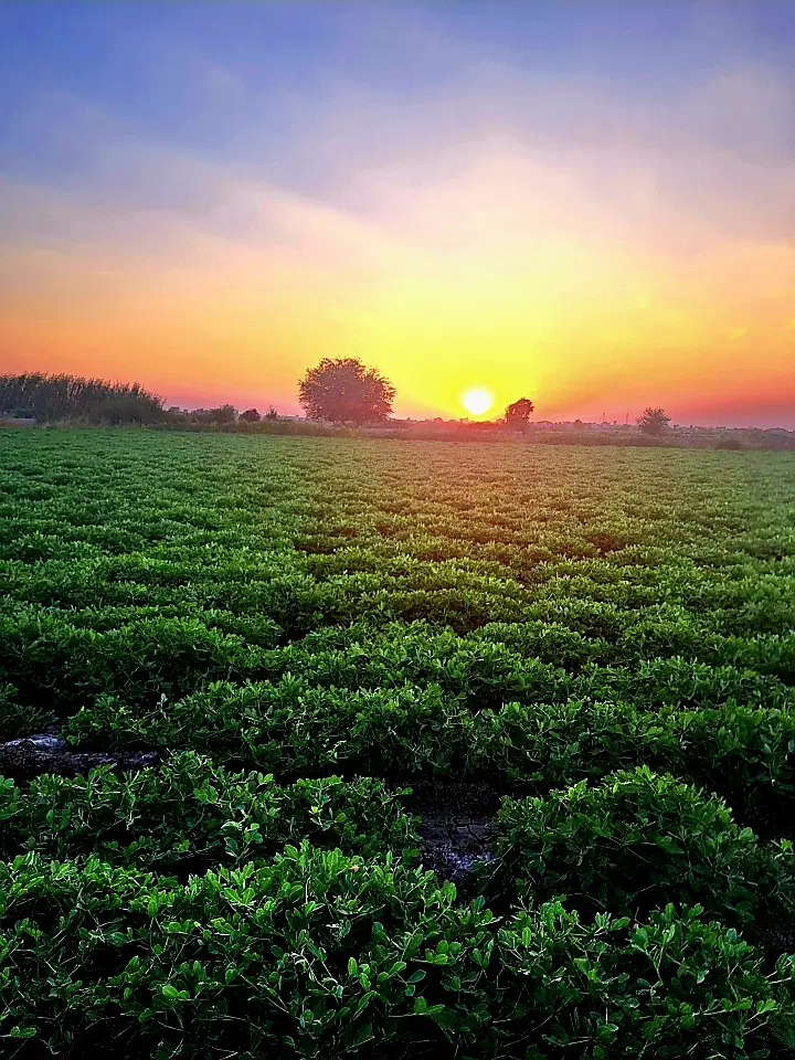 اجاره زمین بادام برای گندم