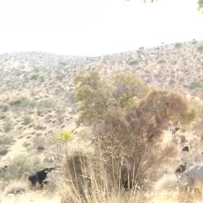 زمین برای ساخت ۲۲۰ متر بر کوچه ۸ متری