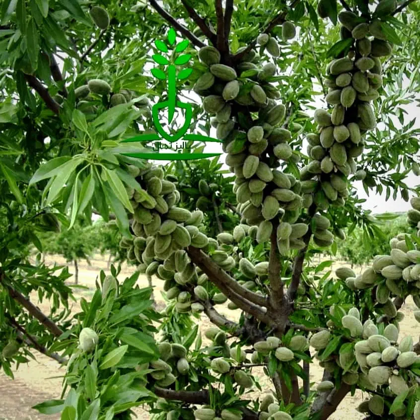باغ شهرکرد
