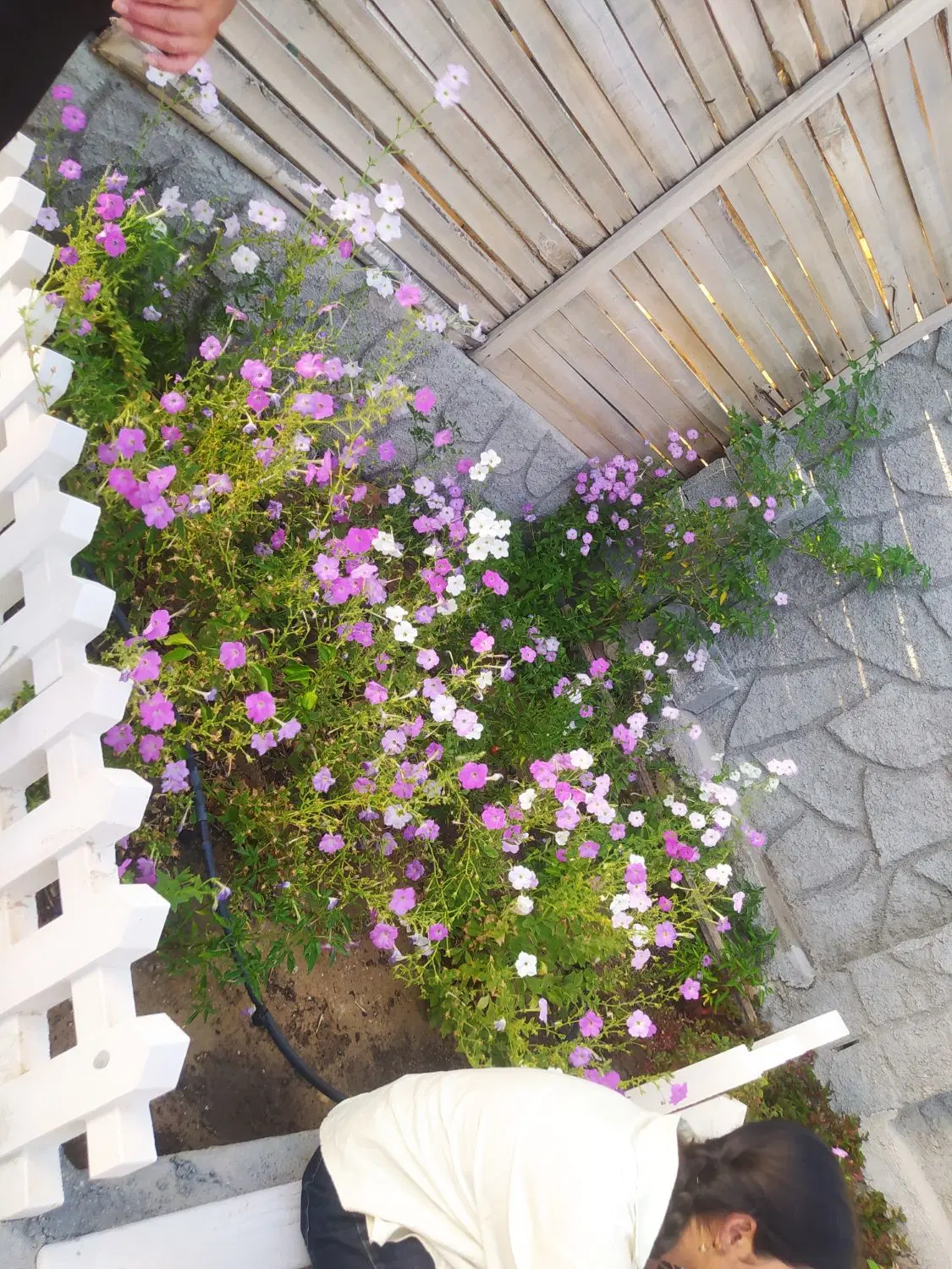 باغچه گورک کلبندی پشت سالن ورزش