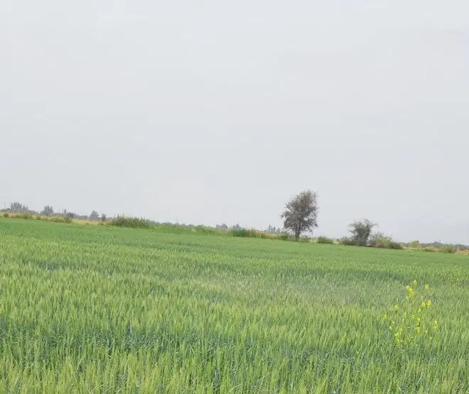 اجاره زمین کشاورزی در بهترین نقطه حاجی آباد