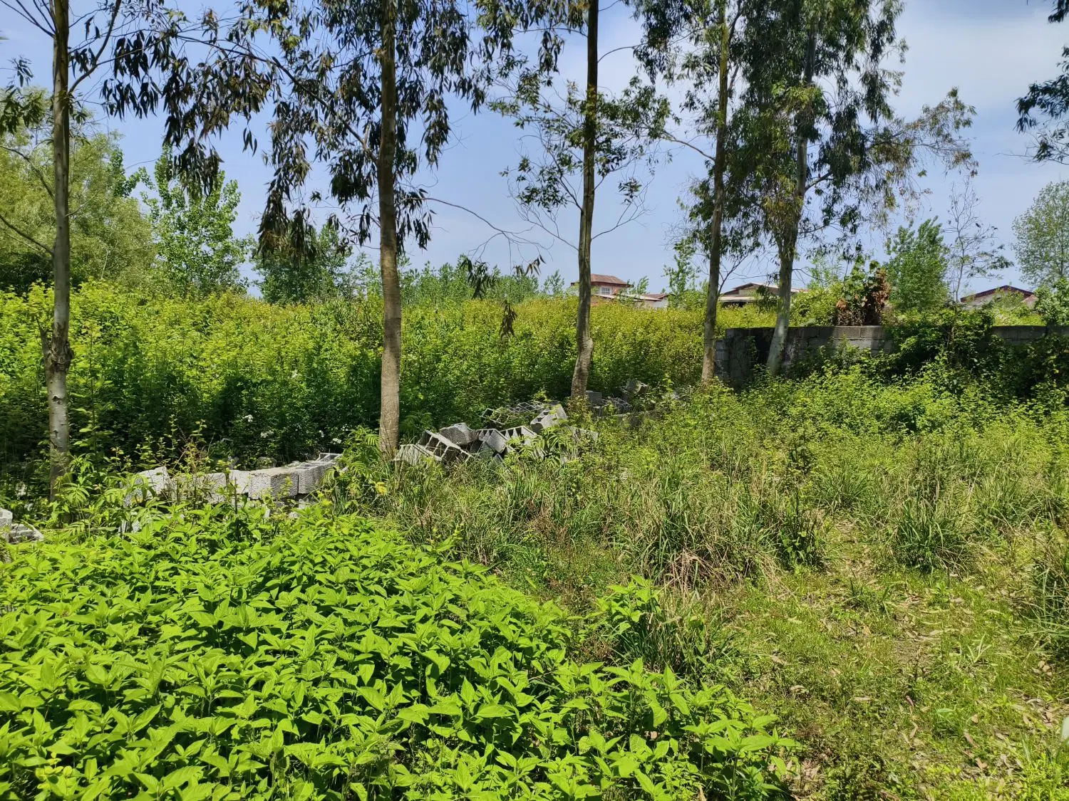 زمین ۳۰۰ متری اسبچین