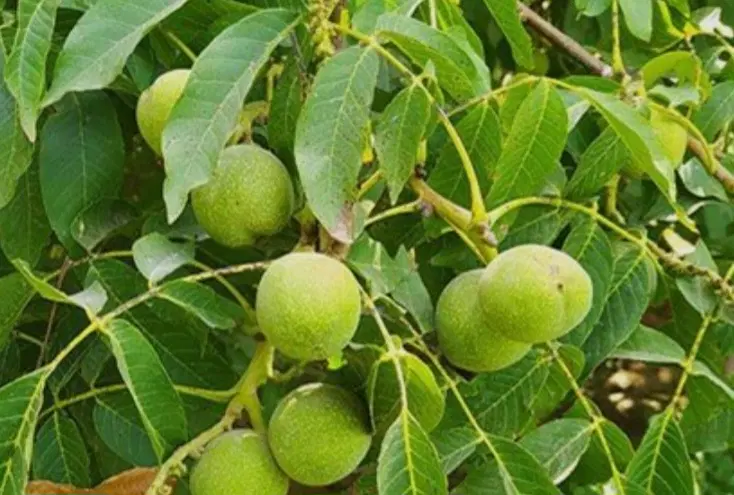 زمین باغی ویلایی
