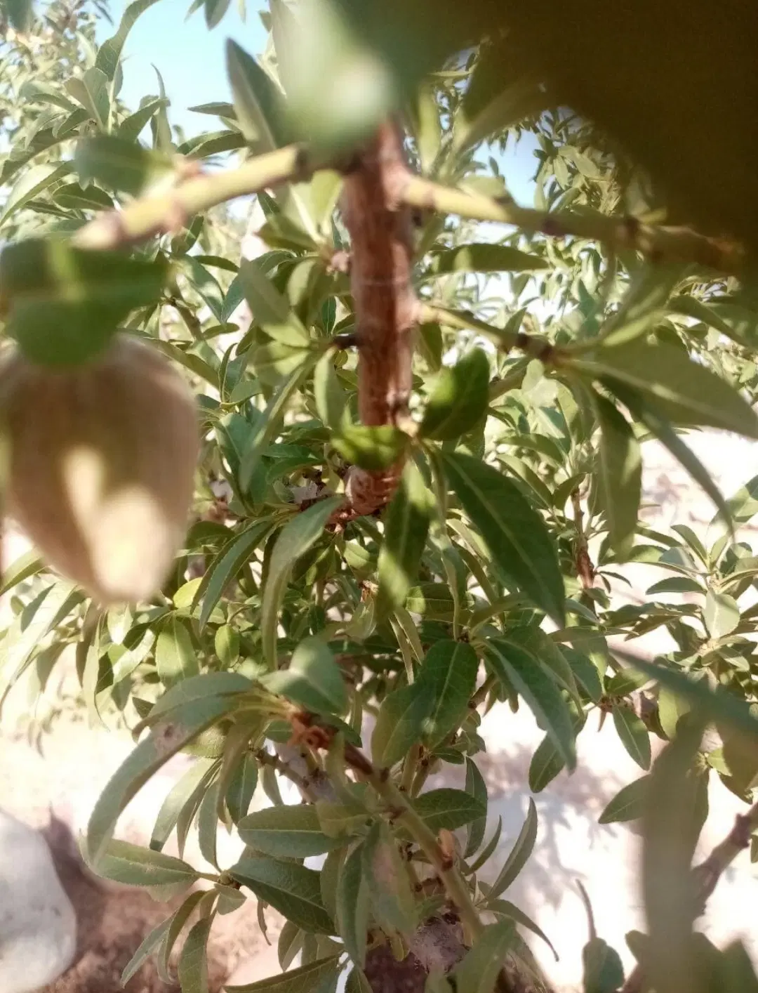 باغچه در روستای دولت اباد