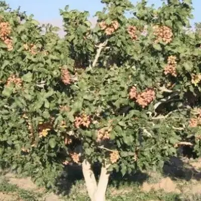 فروش زمین و آب پسته