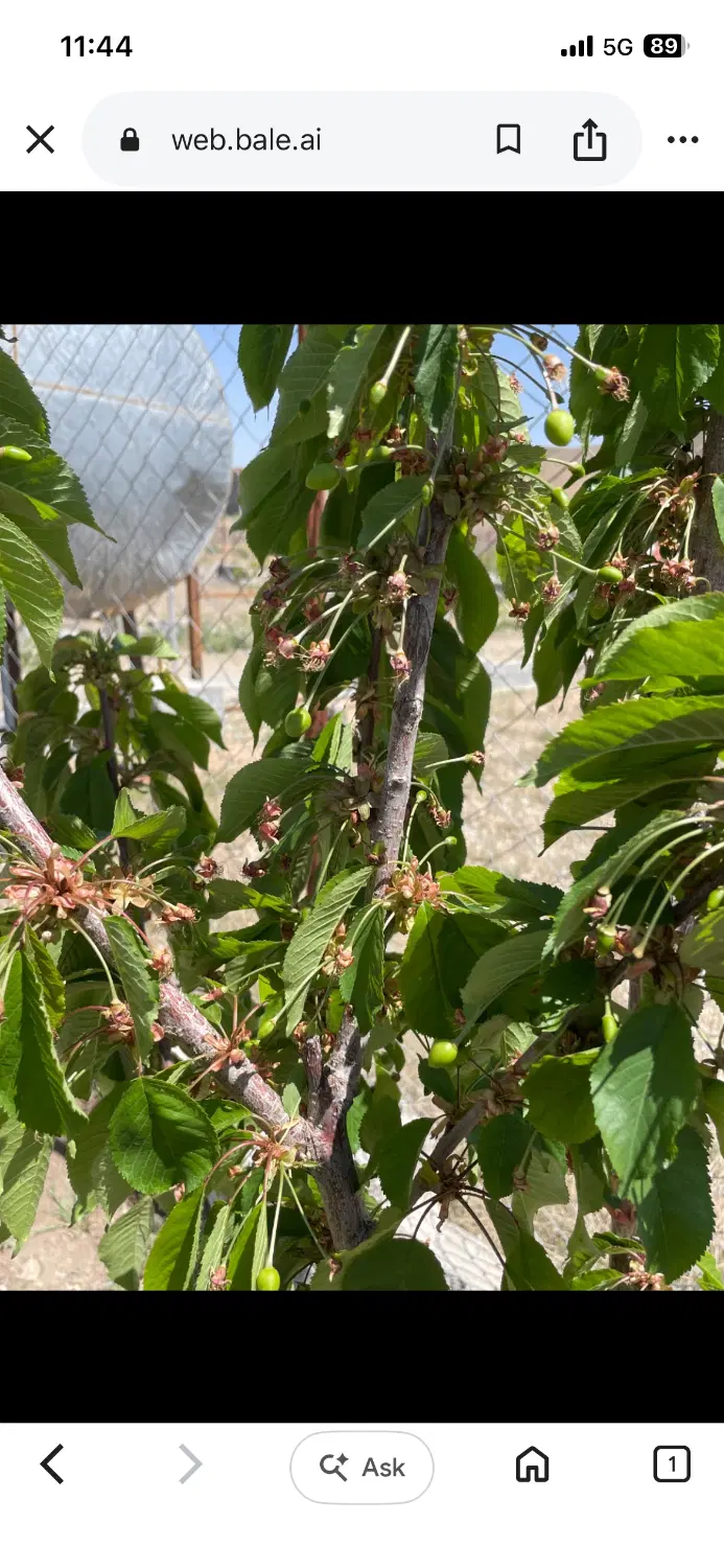 زمین باغ در جابان