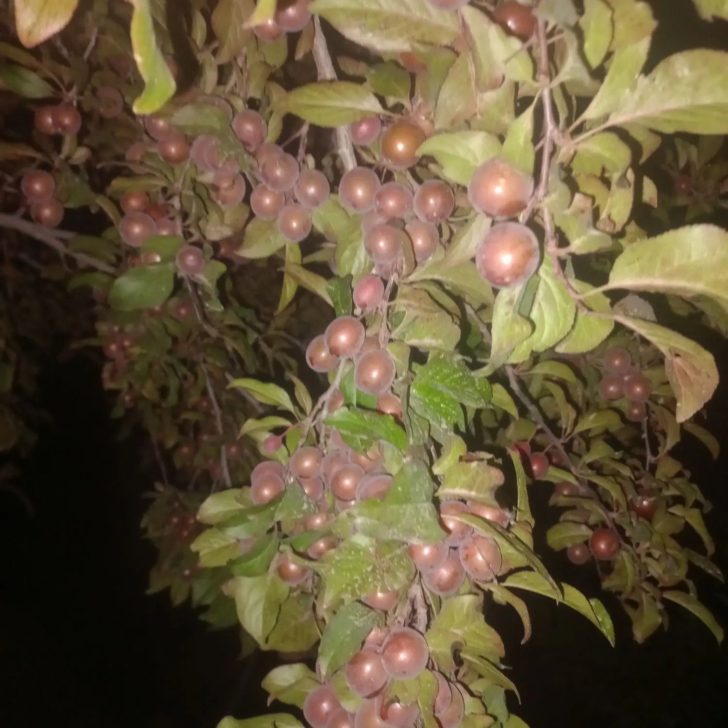 باغچه