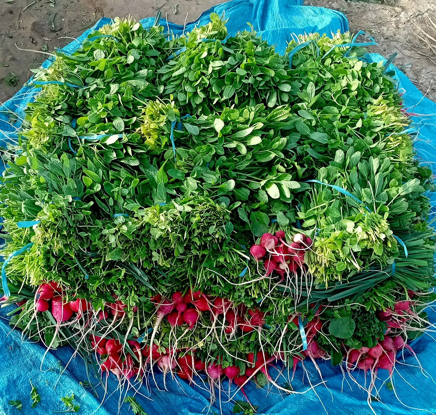 زمین سبزی کاری ۷هزارمتر ماهانه ۹تومن